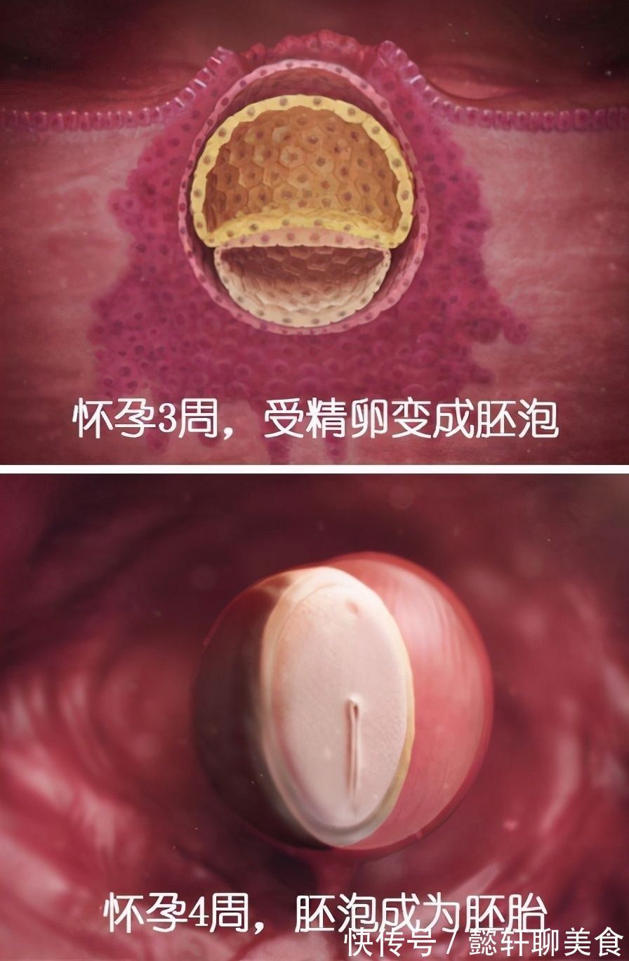 胚泡|组图了解胎儿在子宫中的生长过程,生命太奇妙了!准爸妈们看看