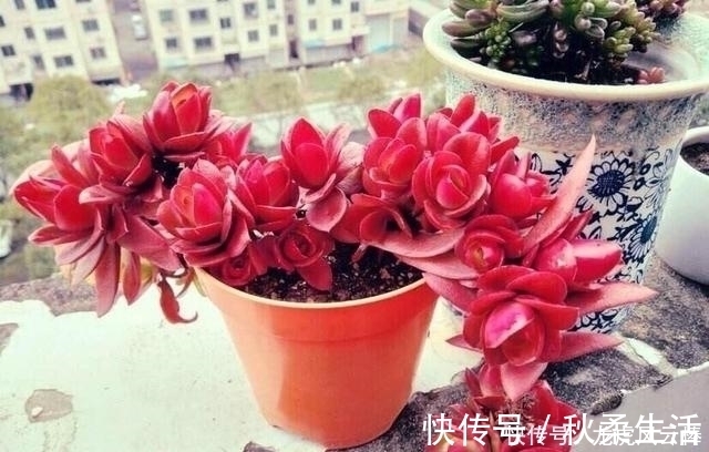 养好多肉植物这些必浇水不能少，间歇水好处最多