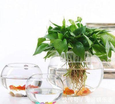 养吊兰绿萝,别光浇自来水,浇点自制“薄肥水”,一个月就爆盆