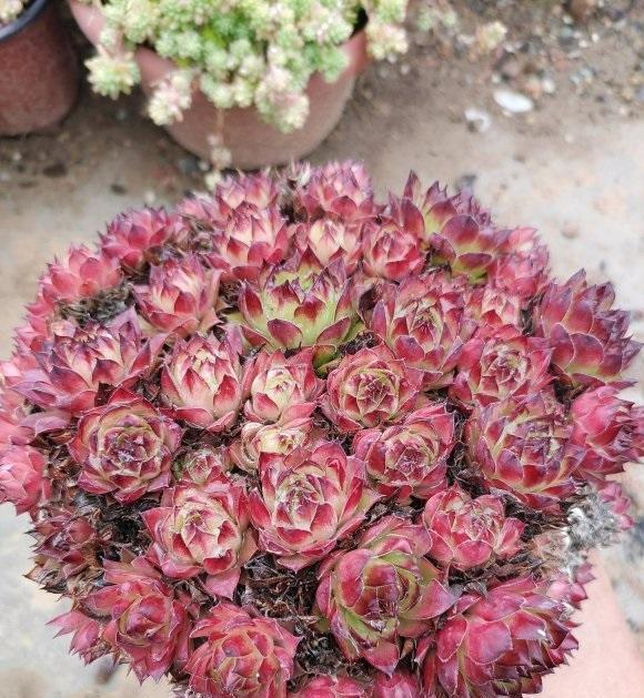 太阳光照|夏天光照很强,多肉晒一晒,会不会变红?会彻底地变红!