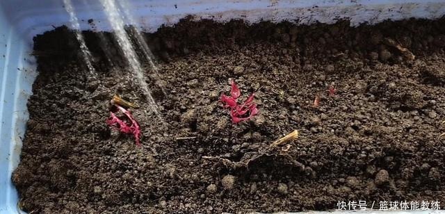 今天才知道，发芽红薯是个“宝”，知道的人不多，赶紧回家找出来！