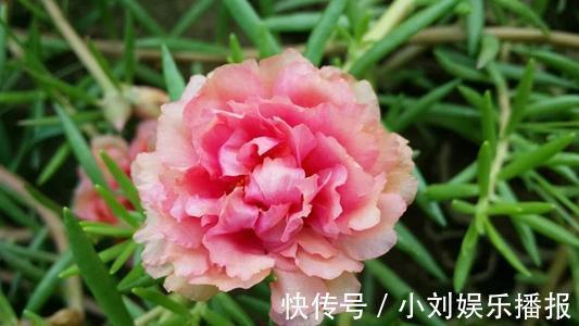 枝条|入秋扦插“6种花”,7天就生大白根,告别“黑腐烂”呼呼窜大个