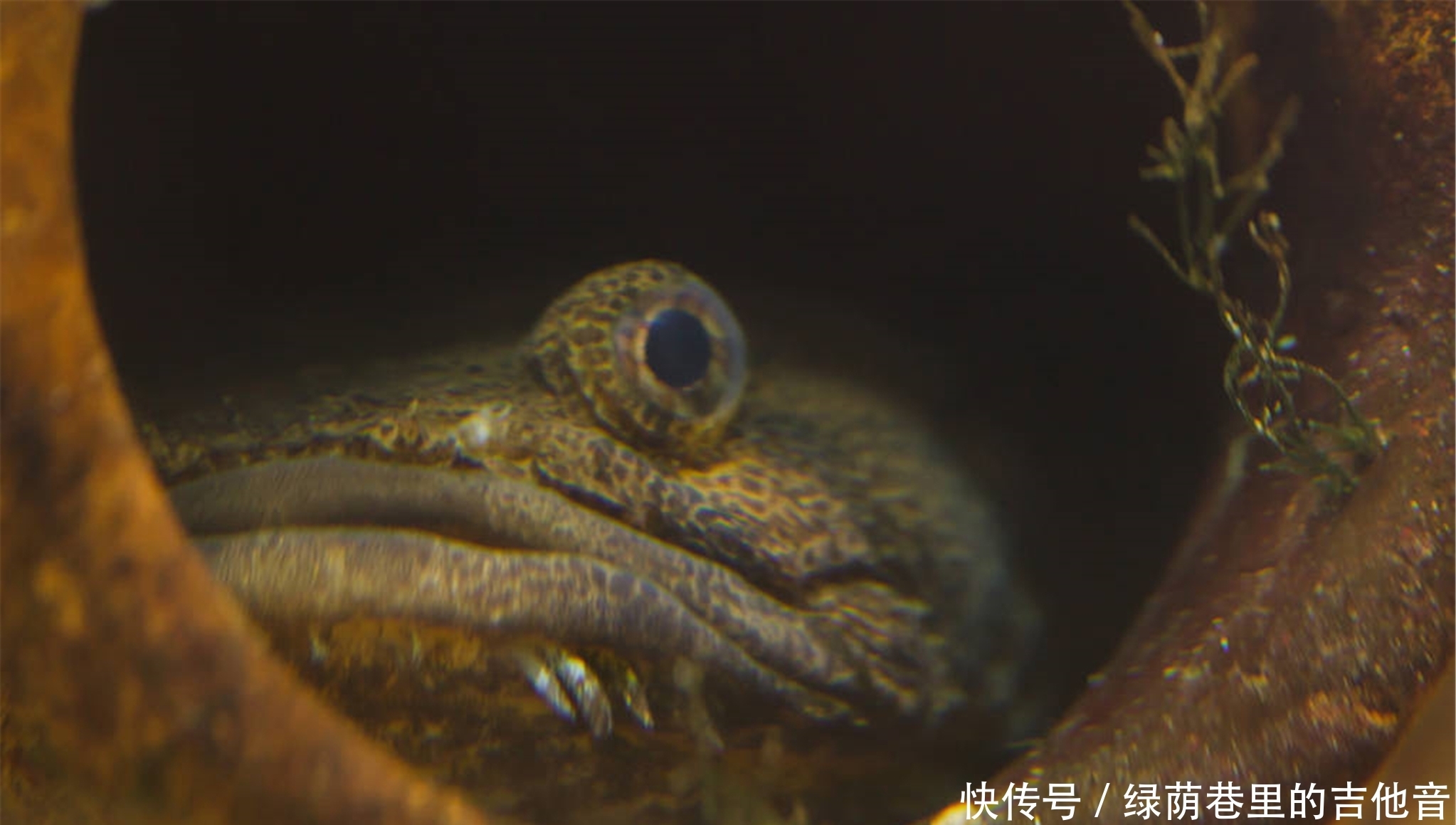 做鱼,也是在书写人生