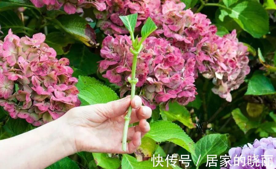 扦插|8月天气凉爽,5种花现在扦插正当时,生根快成活率高,适合新手