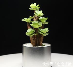 聪明人|客厅养花选它,好养又好看,寓意好颜值高,聪明人都爱养!