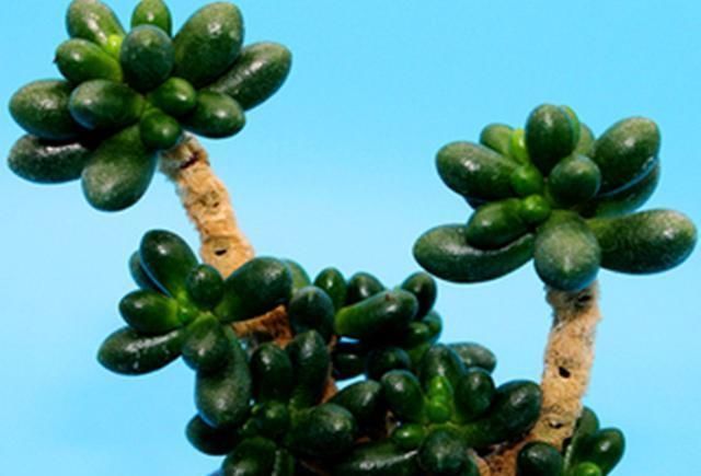 光照|3种适合做盆景的多肉,清新雅致,光照不足也能好好生长