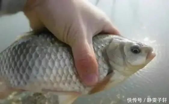 除了蚯蚓还有一种万能饵,用它作钓鲫鲤草一个都别想跑