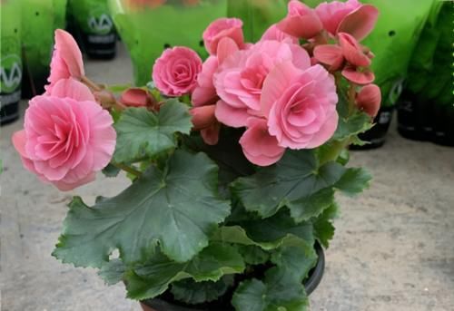 六种花一到夏天就怕热，不开花还不好养，照此做才能安全度夏