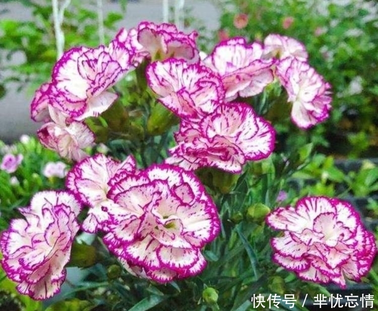 家里养上4种花,开花一簇簇,花色鲜艳,适合种在庭院观赏