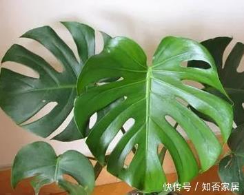 家里光线差不适合养花?这三种越是阴凉,越能轻松长不停