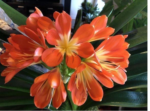 君子兰不开花,喝上一口“白酒”,50天后开花爆盆,快学起来吧