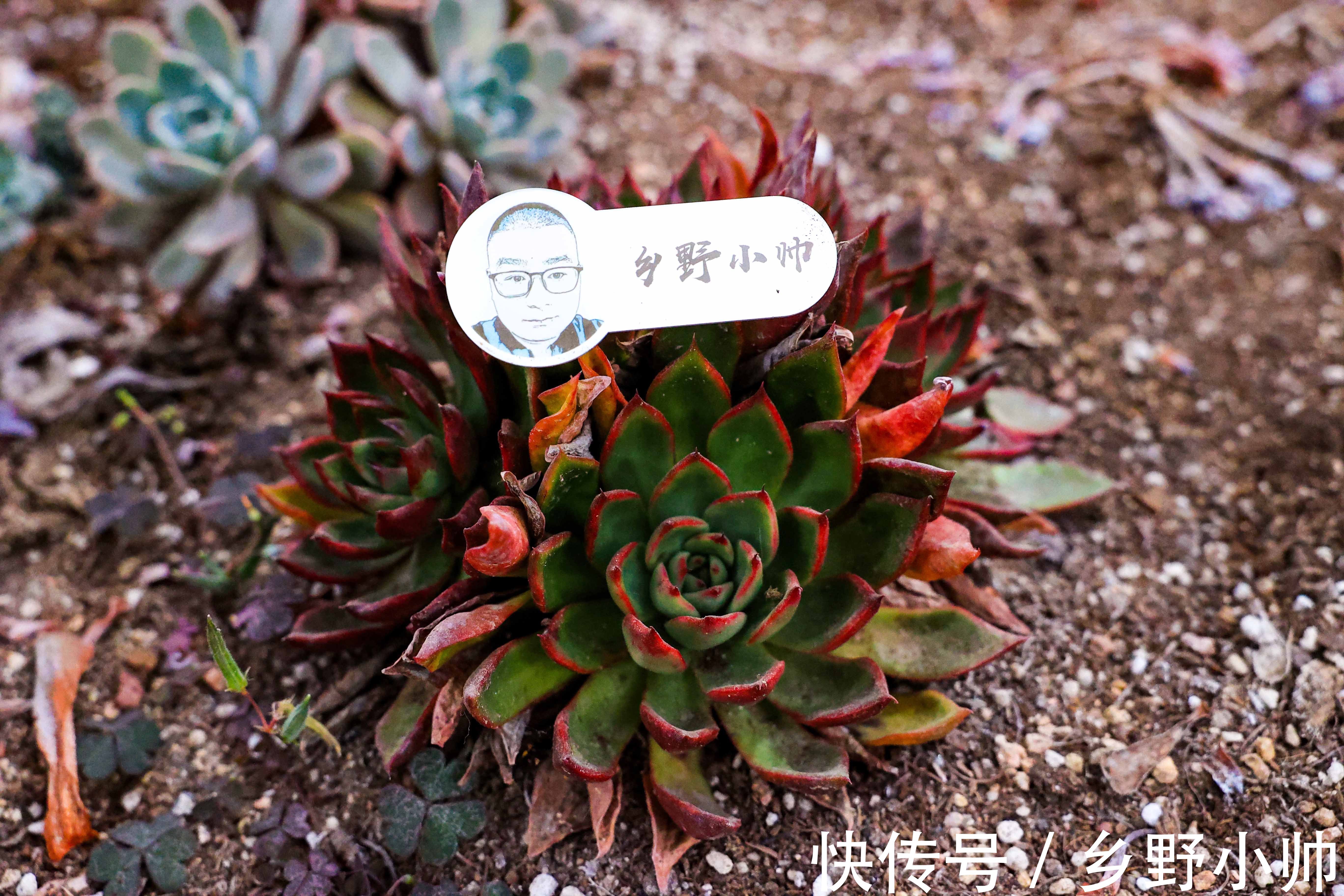 养肉过程中,多肉叶片出现2种现象是在“求救”,千万别忽视