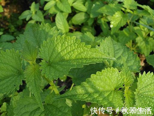 花盆|我家每年必吃，是菜也是药，用来炒鸡蛋比香椿还香，有花盆就能种