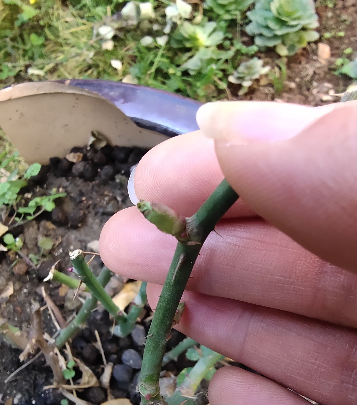 早春养月季,把握好3个词,生长开花不用愁