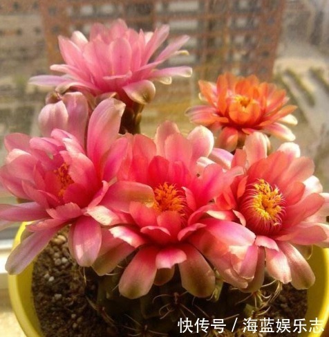 不会养花就买3种“便宜花”,几块钱1盆,年年开花不断,超漂亮