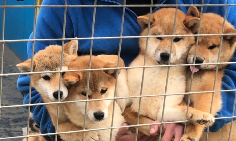 何炅|《向往的生活》路透，何炅黄磊彭昱畅进村，四位“新成员”引瞩目