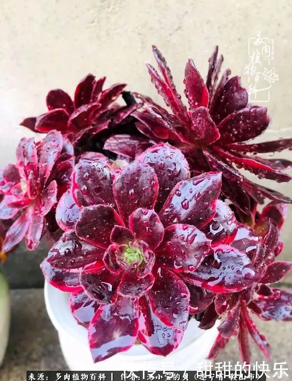 蚧壳虫|远嫁他乡,多肉是我孤寂时最美的陪伴!