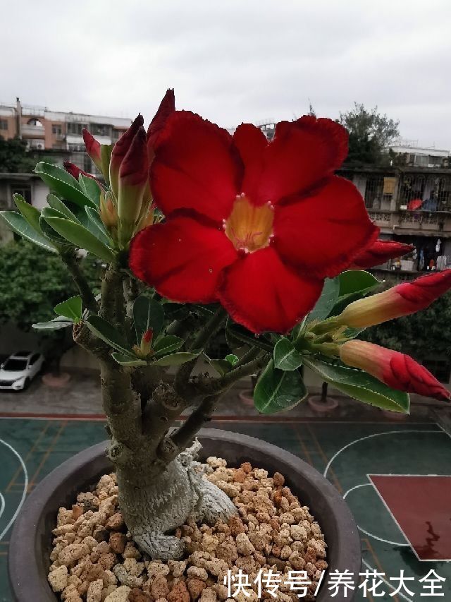 办公桌上养盆花,皮实好养又招财,天天看着心情好