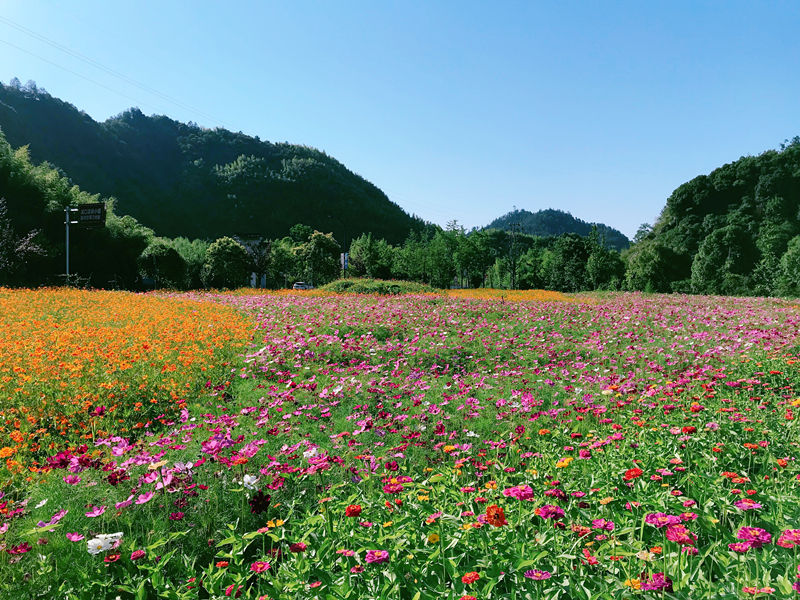 硫华菊|小镇花海惊艳上线，喊你来打卡~