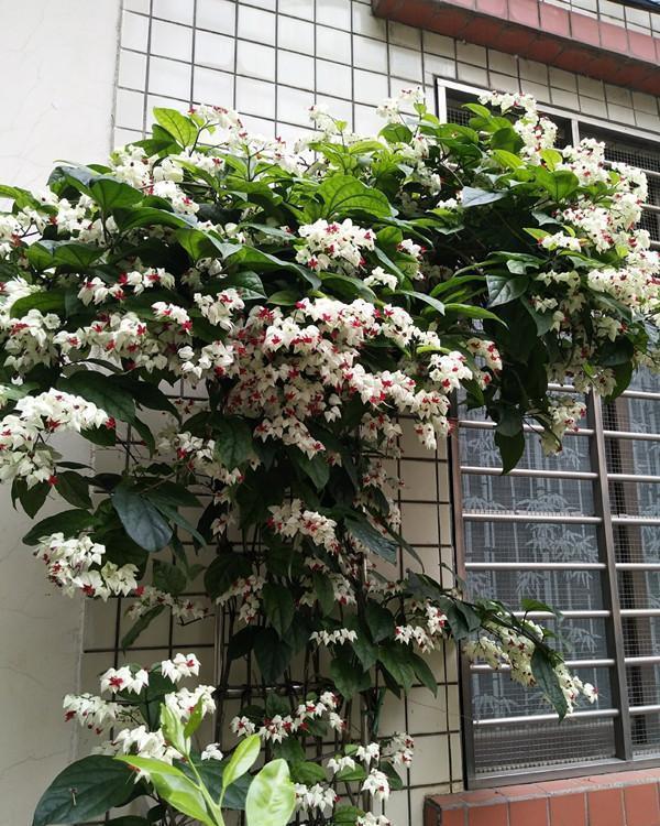 九龙吐珠|新型观赏花木,夏季盛花,容易成花墙,皮实好养,室内盆栽也可以