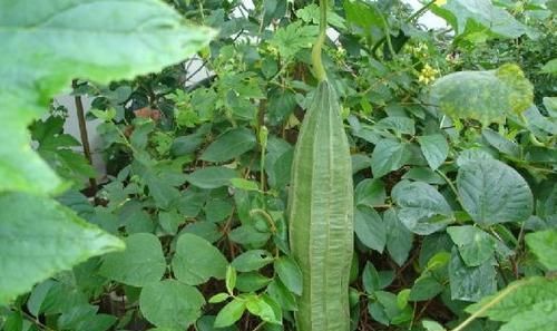 不想身体患病，多吃几种好食物，滋养肝肾，补血润肤，提高免疫力