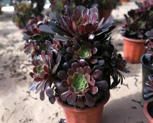  室内|多肉植物法师应该养殖在室内还是室外？一起看看你就知道了！