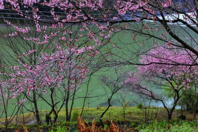 花开三月 不负春光