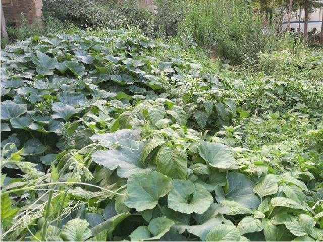 藤汁|一瓜藤,农村人吃厌了,城里人拼命吃,能治胃痛、去结石、降血压