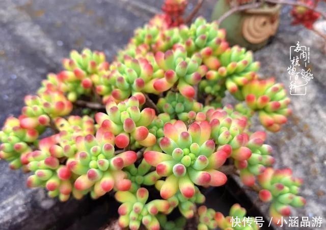 从一颗到500多盆，遇见多肉后，满眼全是你！