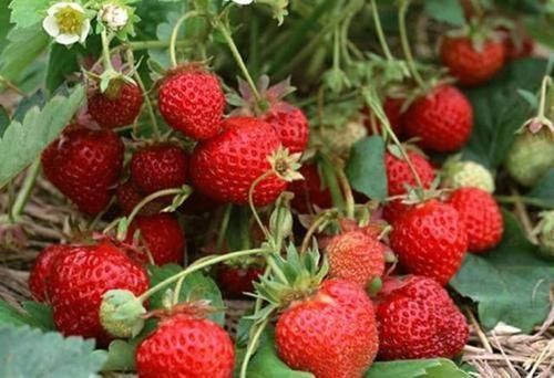 水果|有4种水果寄生虫非常多,大人尽量少吃,更别说小孩,最好都别吃