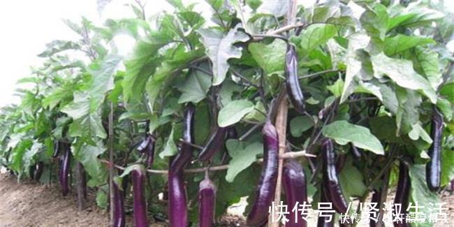 素炒|夏天茄子别再素炒了,新吃法给你,色香味俱全,配上米饭超香
