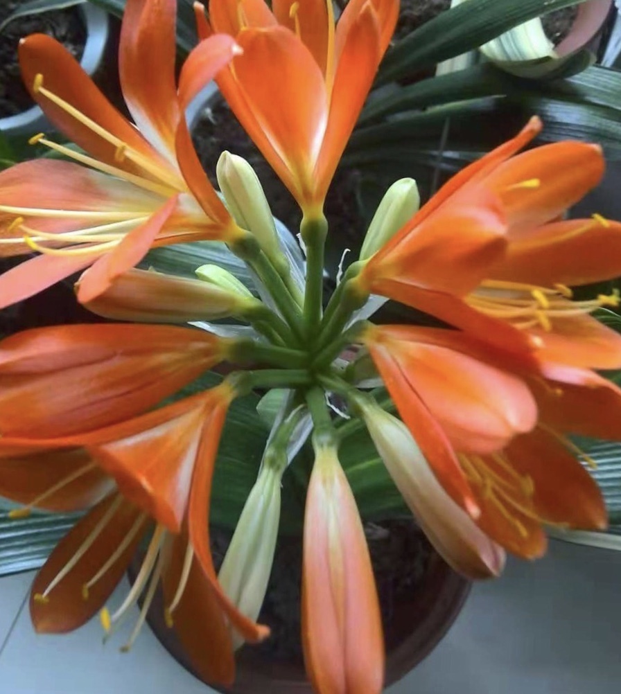 君子兰难度夏养护注意“1多3少”，顺利过夏天，长得叶绿花艳