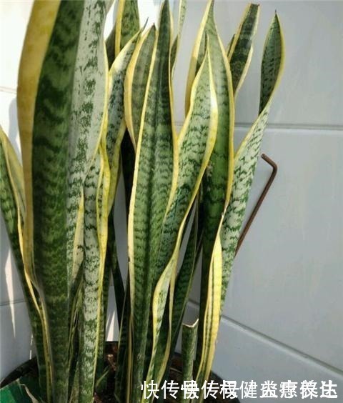 植株|虎皮兰浇2种“水”,蹭蹭长得旺,冒芽一个接一个!