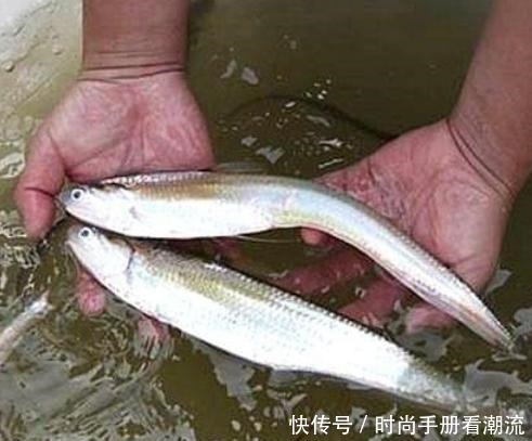 我国5种“顶级”食材,家里有矿才吃得起,一般人只能过过眼瘾!