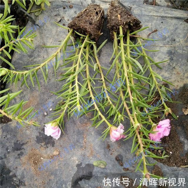扦插|种了太阳花,试试扦插,一棵种出30棵,一盆开花几十朵,美极了!