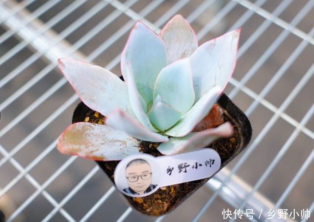 仙气飘飘|平时太忙懒得打理?这几种肉肉适合“懒人”放养也能仙气飘飘