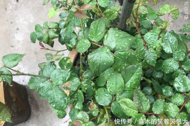 公认难养的6种花,新手慎买,养不活还浪费钱!