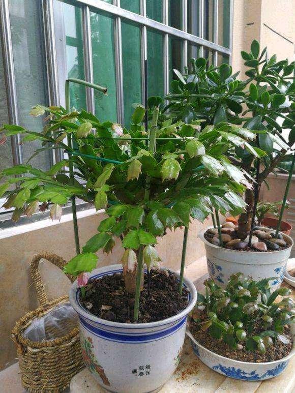 蟹爪兰进入“休眠期”，4件事避开，新叶厚一倍，越长越密集