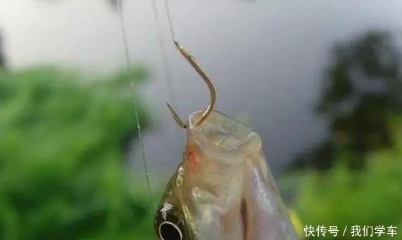 钓浮不会调漂没关系,这两种方法,会操作、懂思路就能上鱼