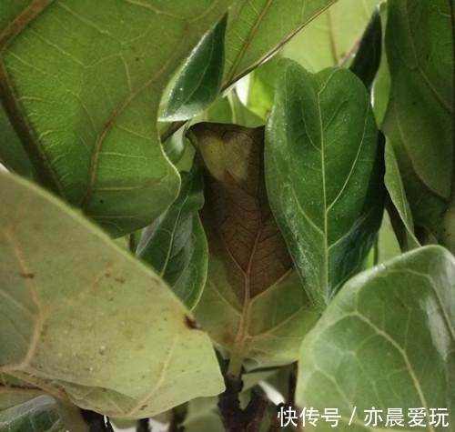 琴叶|琴叶榕冬天怎么养护?