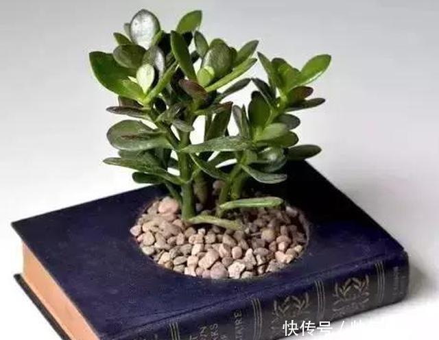 只要脑洞够，万物皆可花盆