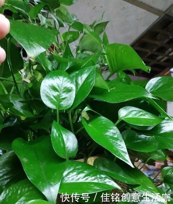 橘子皮|养花不给花洗澡,难怪长不好总黄叶,别忽视!