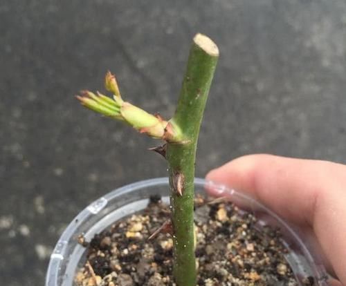 想要提升扦插育苗的成活率？按这步骤来，生根率高得多