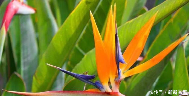 这种花鲜少人养，名字超好听，乃花卉极品