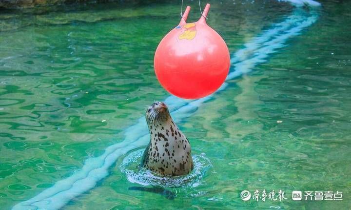 中国文学|“粽”享欢乐！这个端午假期，快来动物世界“撒点野”