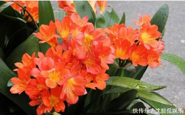 黄豆渣|君子兰不开花学会1招,叶片绿油油,花朵开爆盆,年年开花不断