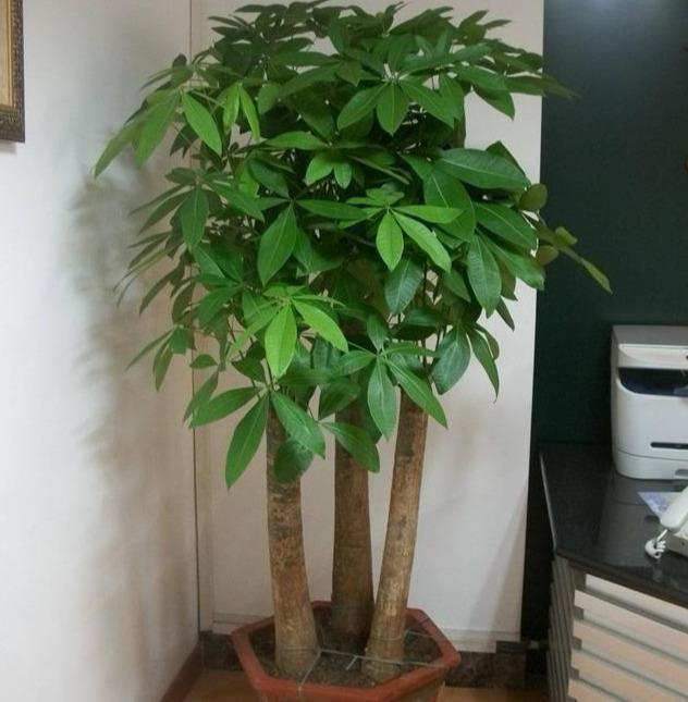 养花|黄豆泡一泡,倒进花盆里,劲大营养足,养花种菜一级棒