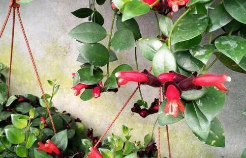  垂吊植物|垂吊类绿植：绿萝、吊兰看腻了!盆栽这些花卉，漂亮、好养