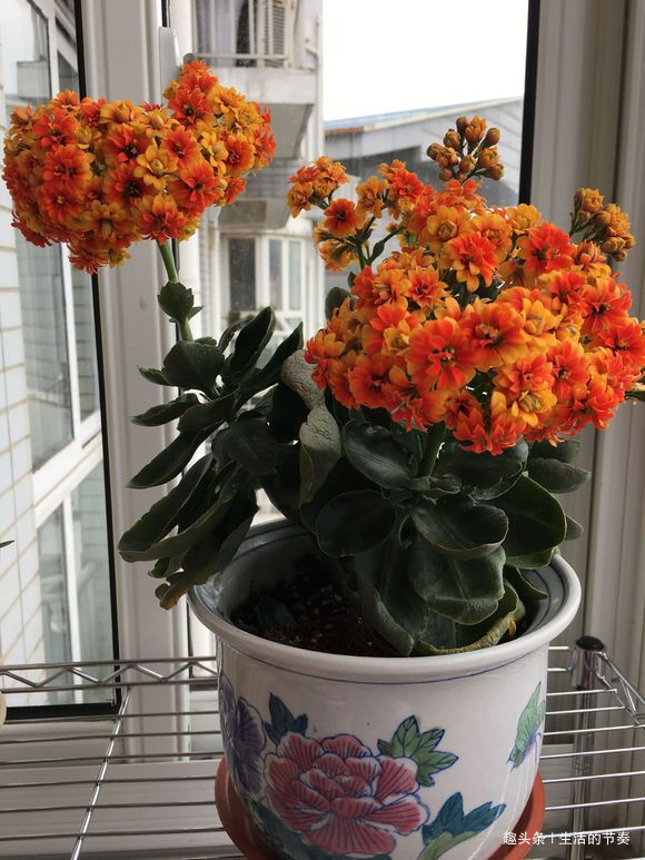 家里养长寿花，避开“2个”危险点，不然叶片发红、脱落，别忽视