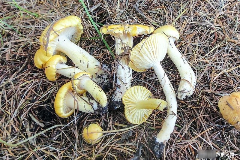 营养物质|生在松林里，曾误认含毒不能吃，如今58元1斤，可惜农村也少见了